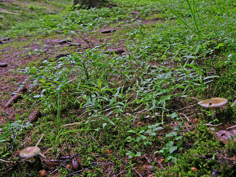 Amanita junquillea.